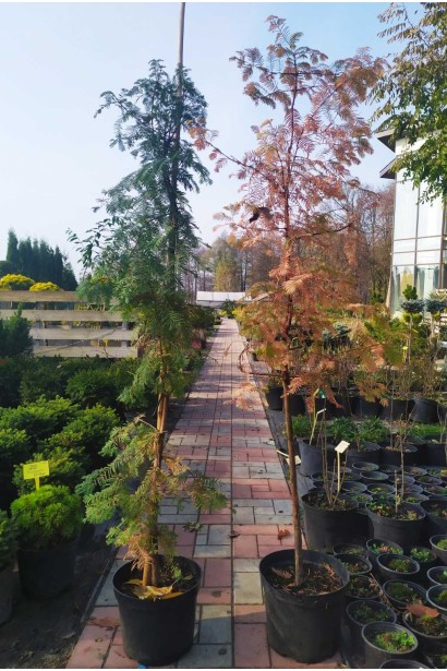 Metasequoia glyptostroboides