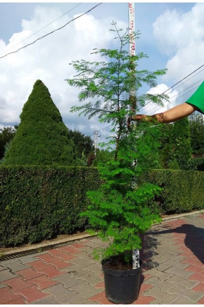 Метасеквоя glyptostroboides