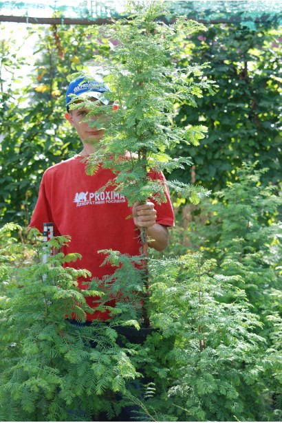 Метасеквоя китайська саджанці в садовому центрі
