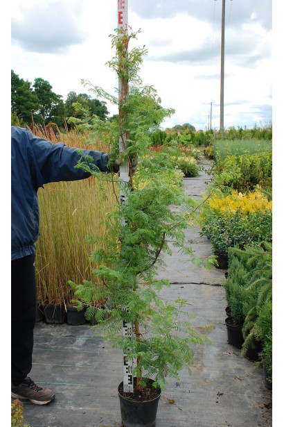 Метасеквоя гліптостробусовидна саджанець 150-180 см в розсаднику 