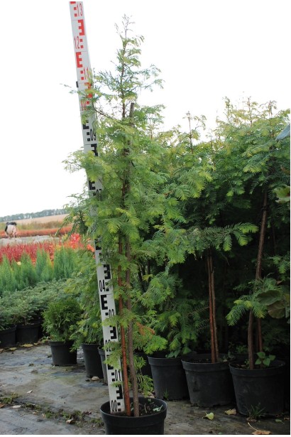 Метасеквоя в горщику 100-130 см