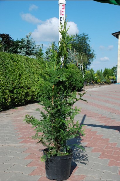 Туя Ауреоспіката в контейнері