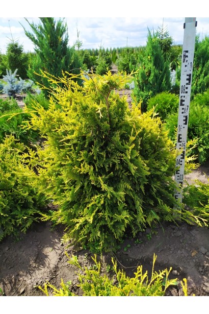 Туя Ауреоспіката з яскраво-жовтою весняною хвоєю.