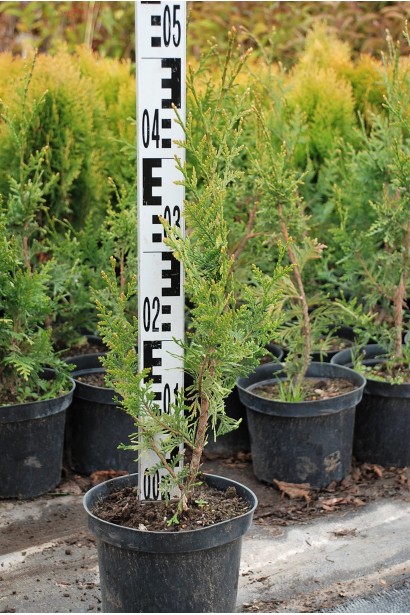 Туя Ауреоспіката в контейнері