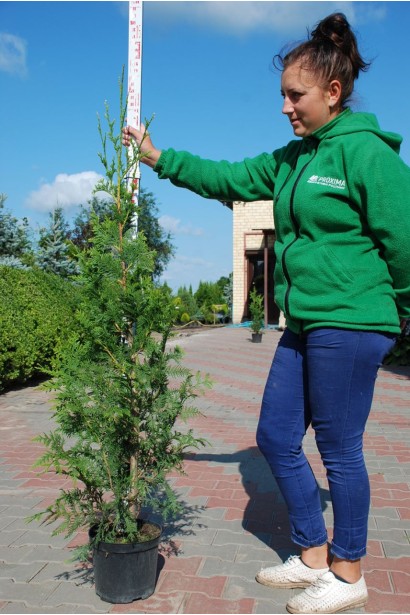 Туя Ауреоспіката в садовому центрі