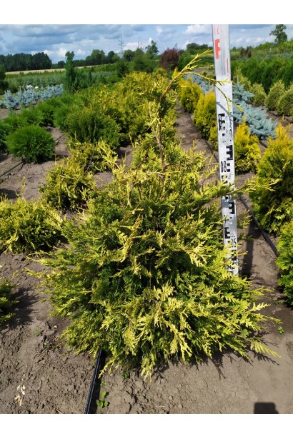 Туя Ауреоспіката в розсаднику