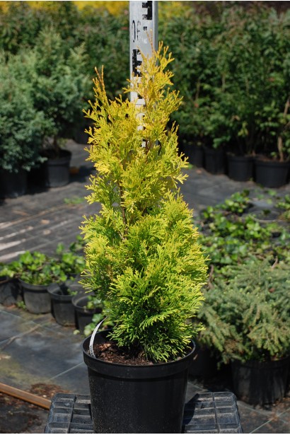 Туя західна Ауресценс