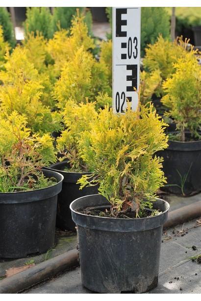 Саджанець туї Ауресценс у горщику для посадки.