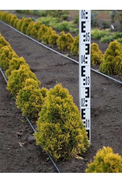 Thuja occidentalis Aurescens