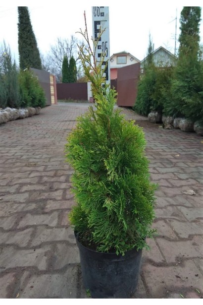 Туя західна Ауресценс в садовому центрі
