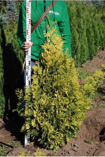 Декоративна туя Ауресценс в розсаднику