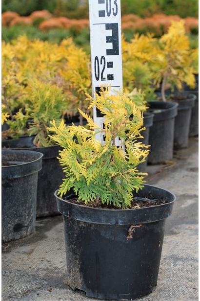 Саджанець туї Єуроп Голд у контейнері.