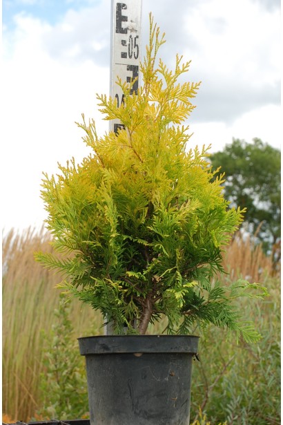 Туя західна Єуроп Голд в контейнері