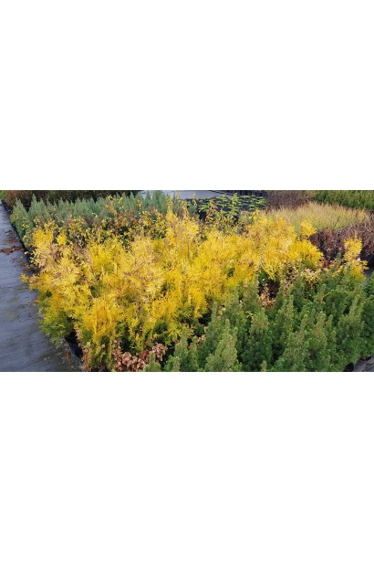 Thuja occidentalis Europe Gold