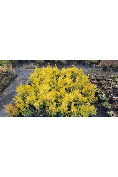 Туя західна Єуроп Голд