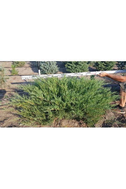 Ялівець козацький Глаука в полі, діаметр крони 130-150 см