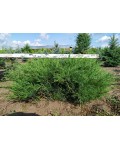 Ялівець козацький Глаука | Можжевельник казацкий Глаука | Juniperus sabina Glauca