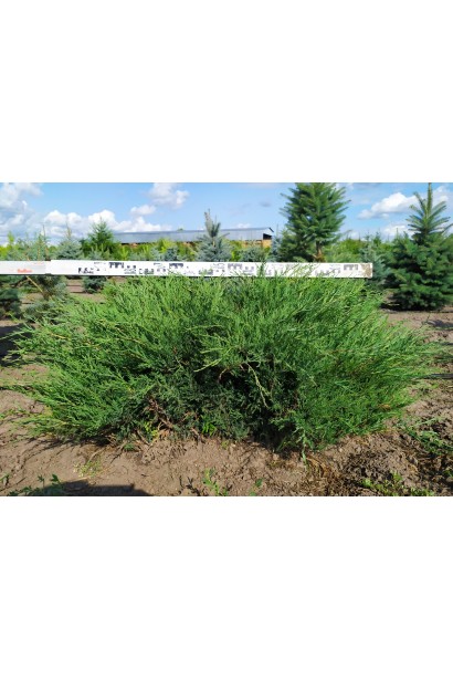 Ялівець козацький Глаука - розлогий щільний кущ