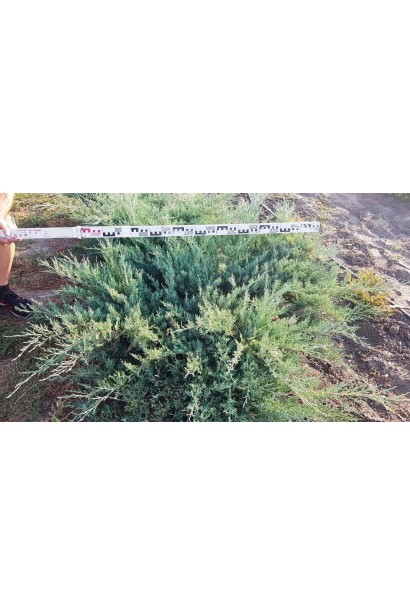 Ялівець козачий Глаука саджанець в розсаднику на полі