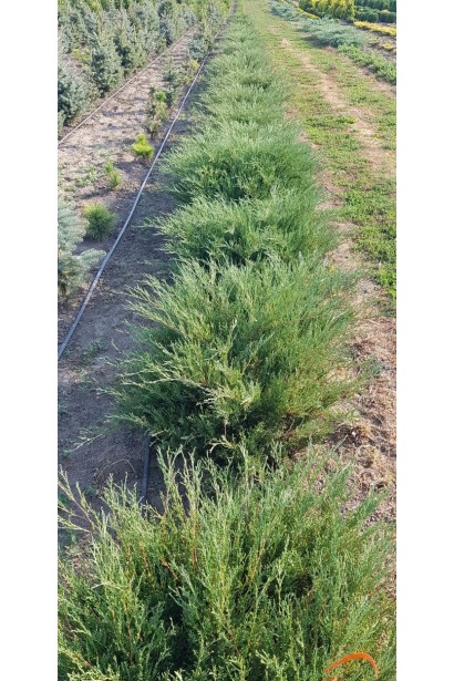 Саджанці ялівцю козачого Глаука в розсаднику