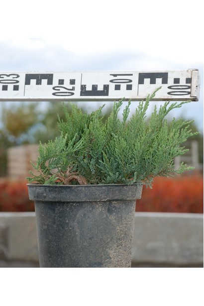 Juniperus sabina Tamariscifolia