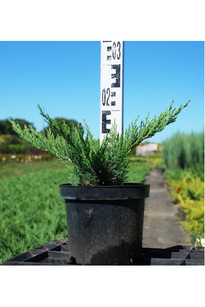 Можжевельник Тамарисцифолия высота 15-20 см