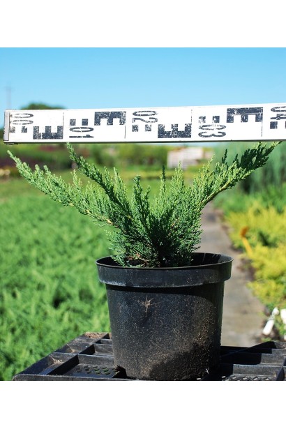 Можжевельник Тамарисцифолия диаметр 30-40 см