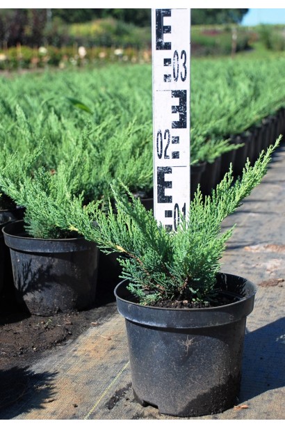 Можжевельник Тамарисцифолия в горшке