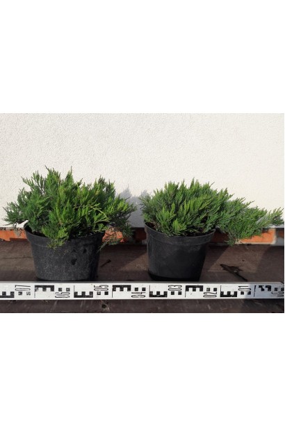 Можжевельник казацкий Tamariscifolia