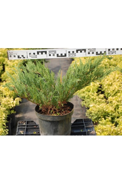 Можжевельник Тамарисцифолия диаметр кроны 40-50 см
