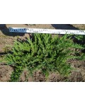 Ялівець козацький Тамарисцифолія | Можжевельник казацкий Тамарисцифолия | Juniperus sabina Tamariscifolia