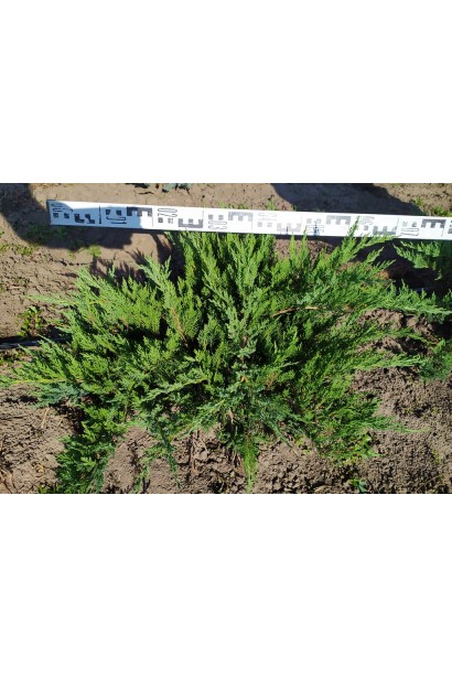 Можжевельник казацкий Tamariskifolia