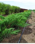 Можжевельник казацкий Тамарисцифолия | Ялівець козацький Тамарисцифолія | Juniperus sabina Tamariscifolia