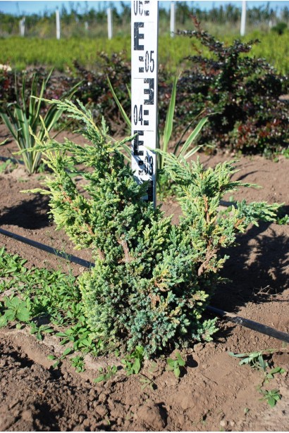 Ялівець китайський Блю Альпс в розсаднику на полі