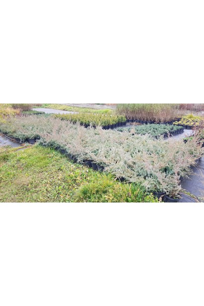 Ялівець китайський Блю Альпс - саджанці в садовому центрі