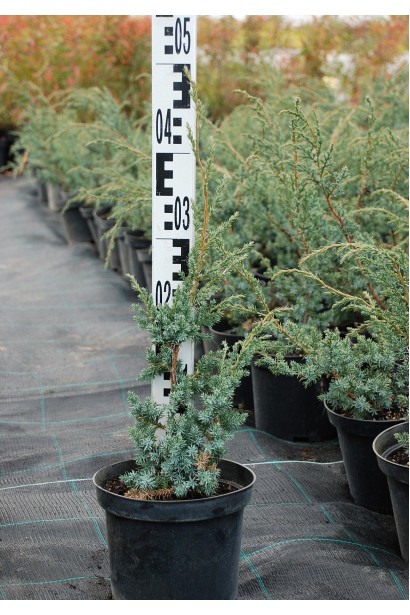 Ялівець китайський Блу Альпс 20-40 см