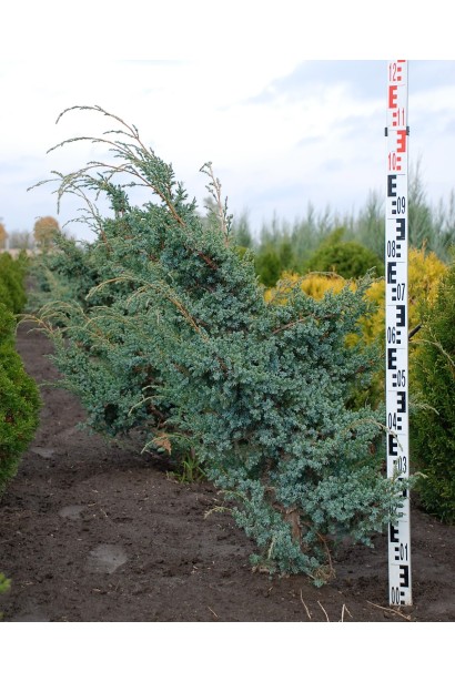 Саджанці ялівцю Блу Альпс в полі 100-120 см