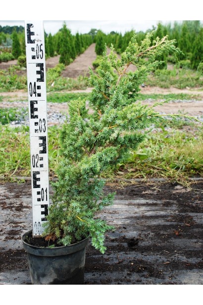 Ялівець Blue Alps 50-60 см