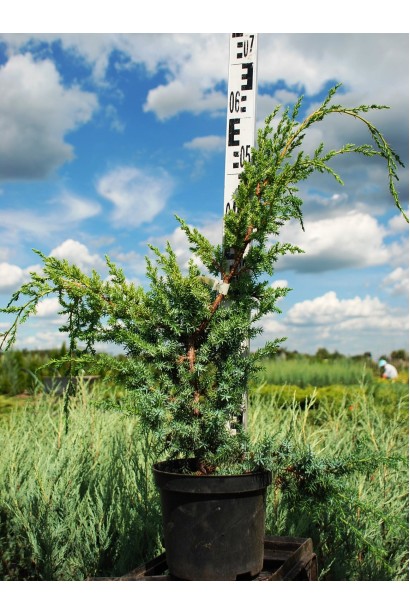 Ялівець китайський Блю Альпс в горщику 5 л, 50-70 см
