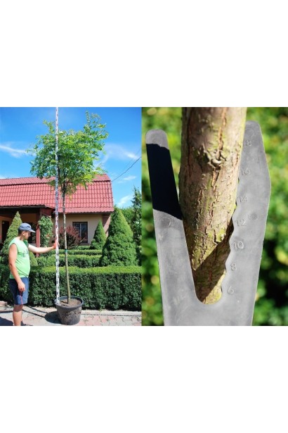 Акація Casque Rouge обхват стовбура