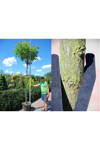 Акація Маргарити Каскве Роуж кора стовбура