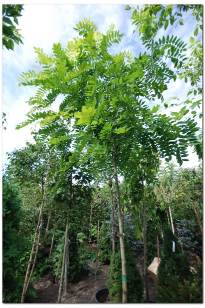 Робінія псевдоакація Каскве Роуж в контейнері 