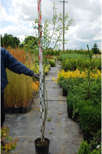 Верба вавілонська Тортуоза в контейнері  150-170 см