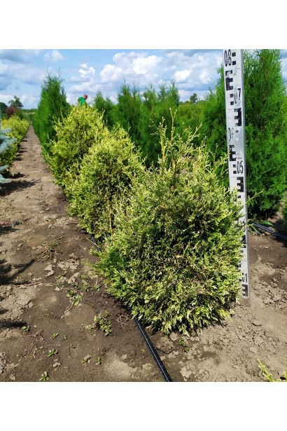 Туя складчаста Корнік - ком/60-70см/Ø40см