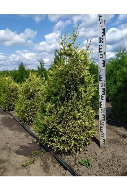 Туя складчаста Корнік - ком/80-90см/Ø40-50см