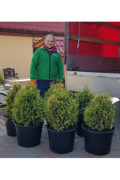 Туя складчаста Корнік в садовому центрі