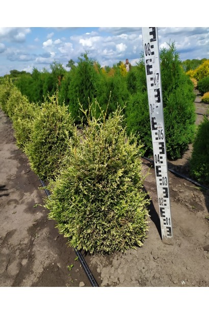 Туя Корнік – вічнозелена рослина для саду.