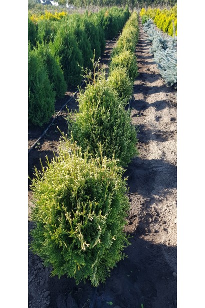 Туя складчаста Корнік в розсаднику