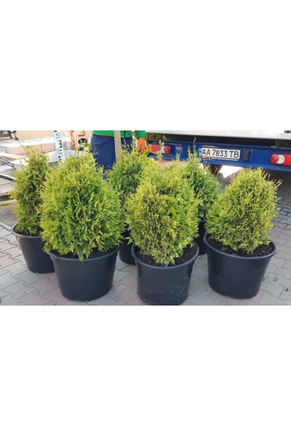 Туя складчаста Корнік в контейнері