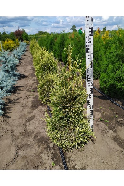 Туя складчаста Корнік для декоративних живоплотів.